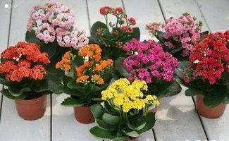 长寿花,浇水一步错,黄叶,烂根找上门