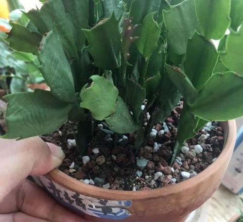 休眠期这样去给蟹爪兰换盆,到了秋冬季节直接开爆盆