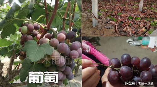 葡萄树不发芽,是什么原因 怎么办 5个技巧来帮忙,能否有效