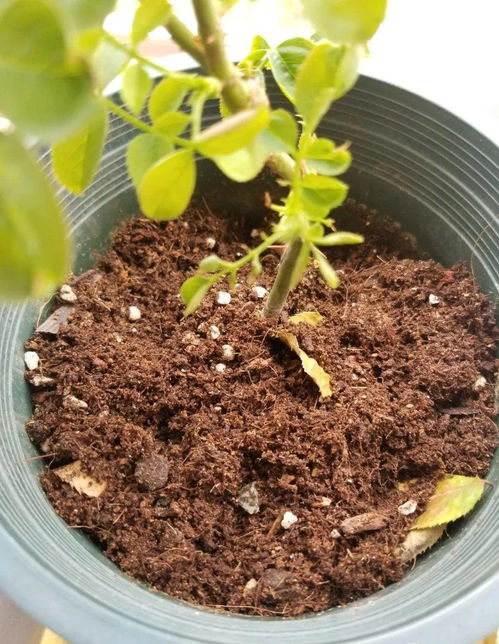 黄泥土种的桂花如何换盆