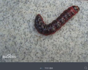 这是什么虫子,蠕动的爬行