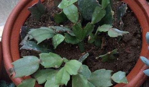 3种 花 ,非常适合在9月扦插,15天就生根,插一盆活一盆 枝条