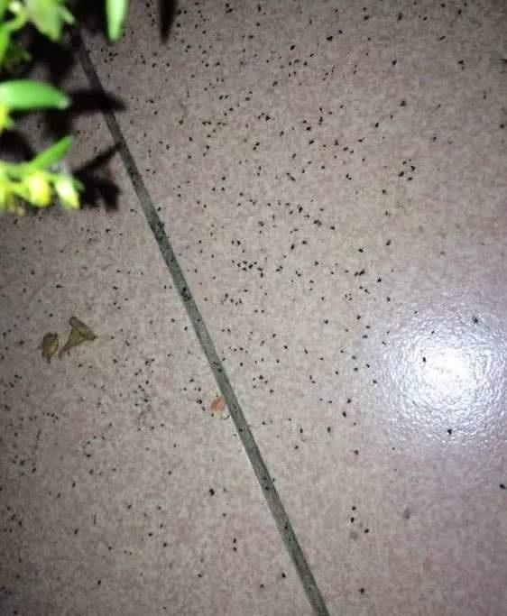 花盆中出现 小飞虫 ,用4种 灭虫法 ,7天统统杀灭,高效 小黑