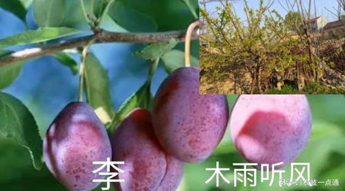 李子长不大 施什么肥 李子树的施肥方法