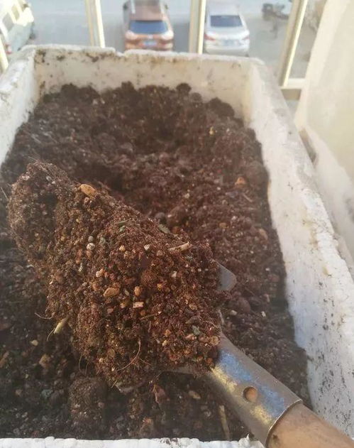 2种营养土家里就能做,养花不板结不烂根,大白根挤破盆