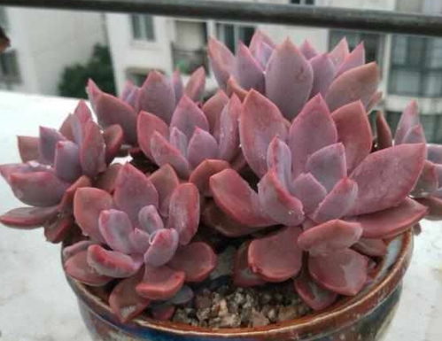 养多肉植物想爆盆,把这些营养物质放进土壤里,长到盆都装不下
