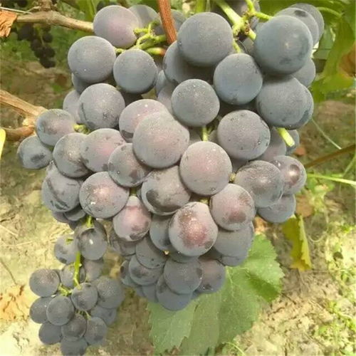 【克瑞森无核葡萄小苗、葡萄小苗免费技术管理】-黄页88网