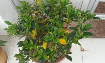 新买的栀子花,容易黄叶 教你一招,起死回生,不掉花苞 带回家