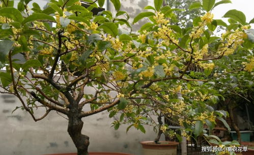 桂花叶子焦干,落叶 3个步骤做好了,年年 桂花 挂一树