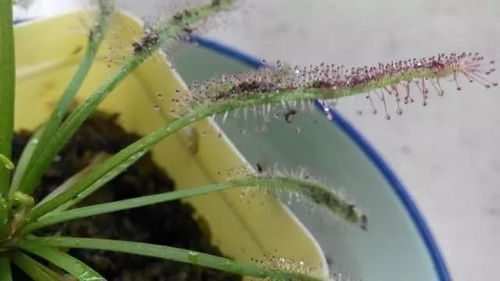 花盆里有小飞虫怎么办—花盆里有小飞虫怎么办