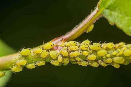 蔬菜上蚜虫的防治,4种不用农药的方法,非常实用