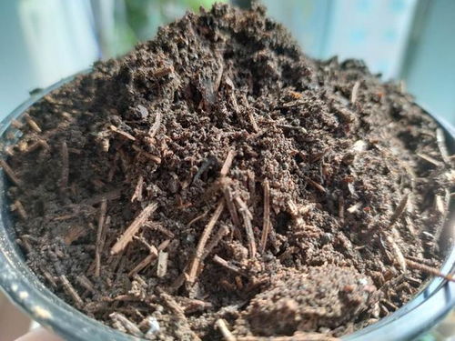 自己配制花土,省钱又省心,花卉长得旺