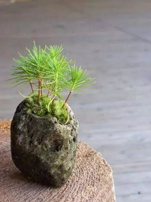 盆大不养花,别给植物配置 豪华 大盆