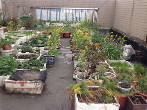 运新社区 三方联动 合力拆除屋顶菜园