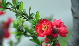 长寿冠海棠花用什么土养最好,长寿冠海棠花怎么