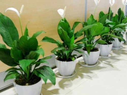 4种花是爆盆能手,开起花来拦不住,便宜还好养,养上10盆也不多