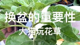 大猫玩花草 椰糠配土拌土方法 适合种花 种菜 种水果 通用型有机营养土