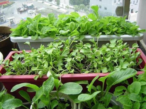 阳台上用塑料盆种菜有毒吗, 