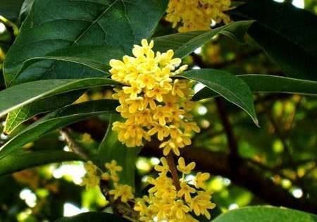 养桂花用什么样的土比较好、桂花适合用什么土