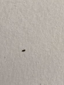 白色透明像虱子的小虫