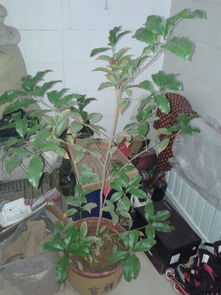 这种小桂花树怎么修剪