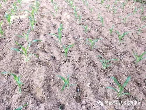 如何调节土壤酸碱度 深入解析土壤pH值