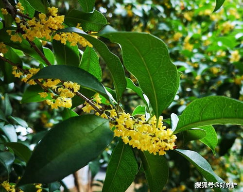 盘点桂花十大珍贵品种,有见过的么