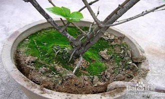 要想盆栽常开花,换盆土有学问