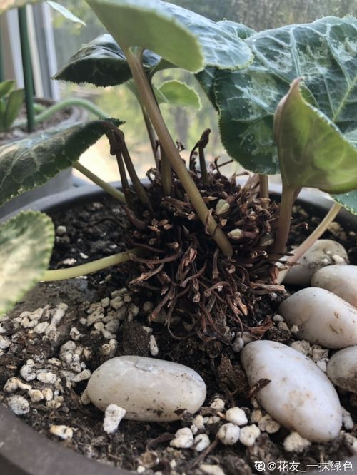 20种花秋天浇水避坑指南,现在就注意,来年长更好