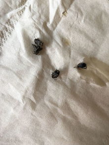 最近每天放阳台晒的衣服每件都有灰黑虫子,大家帮我看看是什么虫子,对人体有没有害