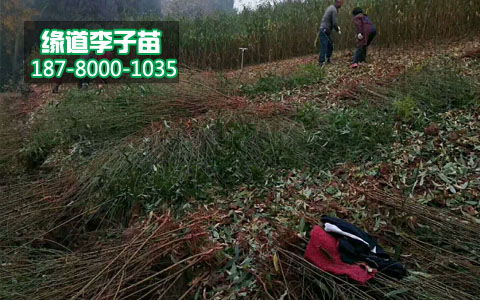 【李子树苗报价、1-5公分李子树苗价格是多少】- 黄页88网