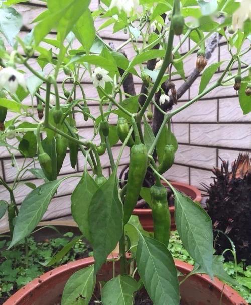春季如何在阳台上种菜 4个技巧,蔬菜疯长,收获满满,简单实用