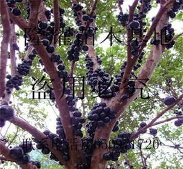 优惠券 十大品牌排行榜 哪个牌子好 元珍商城