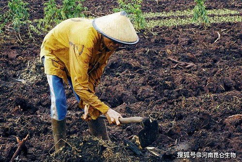 百香果根腐枯萎病如何处理 果树抗重茬用什么药效果好 烂根用 根小子 灌根