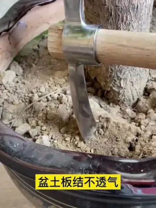 土壤活化剂,补充营养,疏松土壤,不管是种植绿植还是花卉,瓜果蔬菜都是可以的哦 土壤活化剂