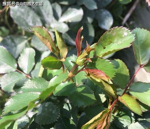 月季花换换土,村里挖点腐殖土,掺点草木灰,养月季不生虫