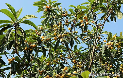 枇杷用什么肥料产量高 枇杷什么时候打膨大剂 枇杷膨果用什么肥料