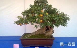 石榴盆景栽培制作技术分享