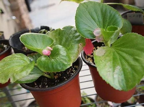 室内盆栽海棠花,培育注重4个要点,春天就能观赏到漂亮的花