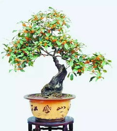 桂花叶子干枯怎么办