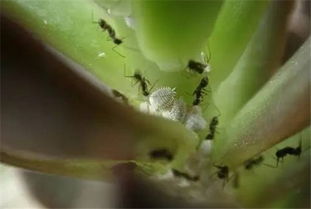养花最常见的6种虫子图谱与治疗方法