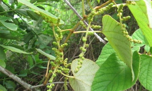 和田有棵葡萄树,树根像狐狸,树冠长百米,覆盖面积超过世界之最