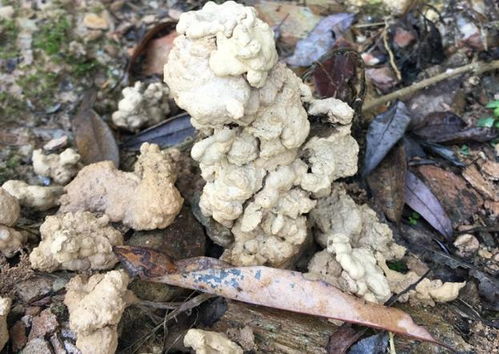 万能养花介质,蚯蚓粪,实用不烧苗,盆栽啥花都能根粗叶壮