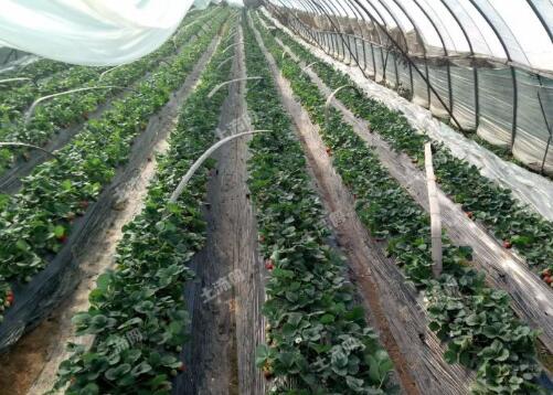 农村流转土地后种植果树每亩补助1000元 如何才能拿到补贴 息烽