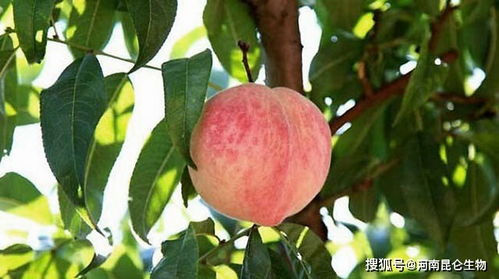 桃子膨大期施肥用什么肥料 桃子座果期专用肥是什么肥料 桃子挂果期上什么肥