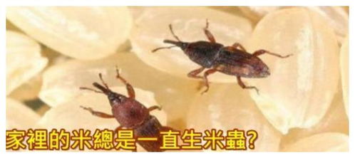大米生虫怎么办 厨房随手放这三宝,放一年大米也不生虫子