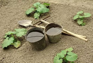 在农村种菜,菜地土壤板结是什么原因 如何解决这个问题