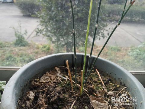 如何拯救发黄 枯萎的文竹