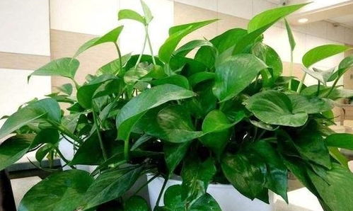 家里养这 5种花 ,牢记换盆 换土,不然1年 不长个 ,别忽视