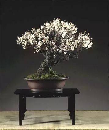 盆栽梅花配土—盆栽梅花配土要求